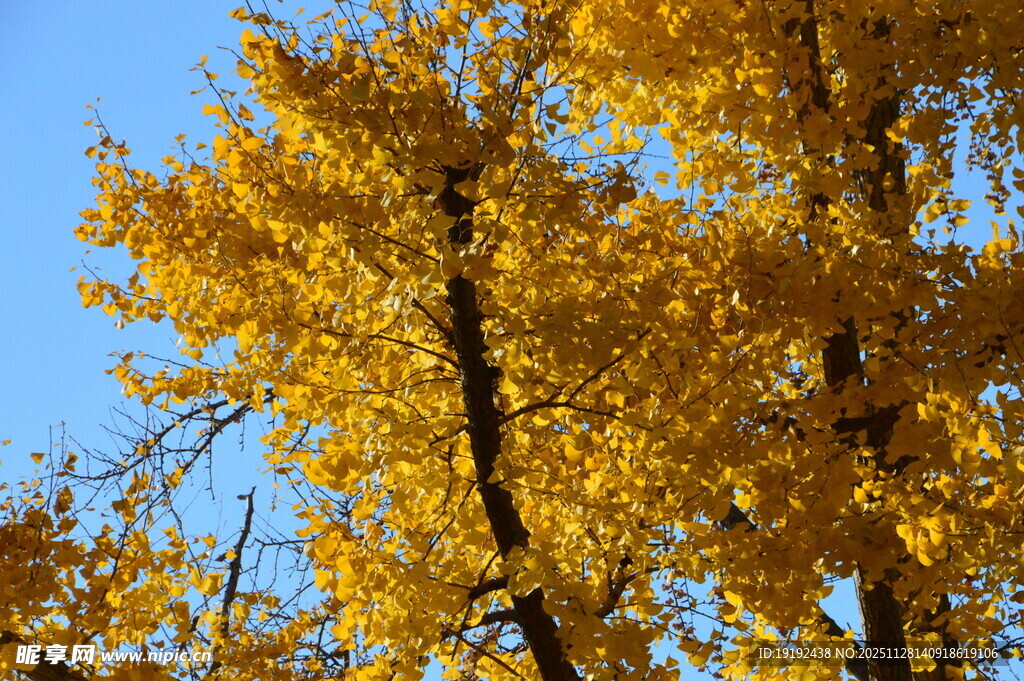 金秋银杏树 