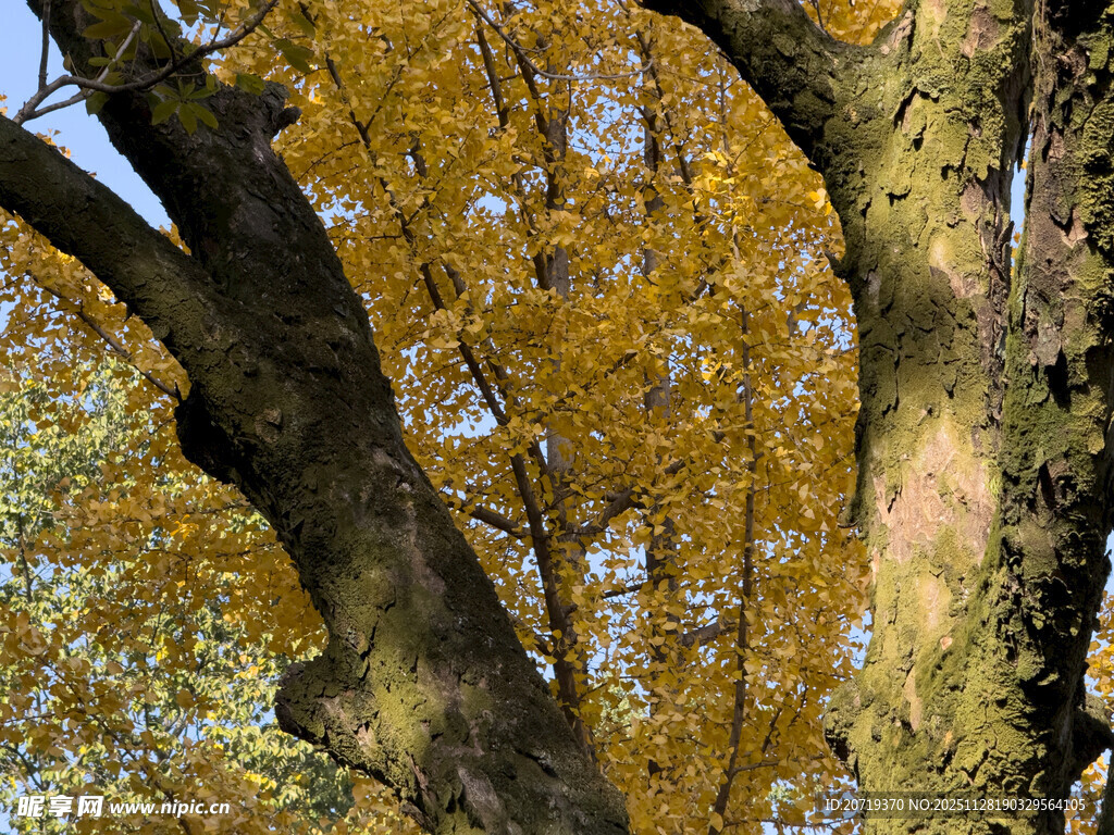 秋日金黄树叶的繁茂树枝