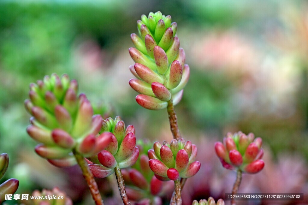 多彩茎叶的可爱多肉植物