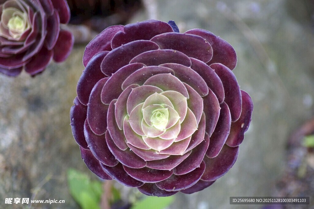 深紫色多肉植物特写