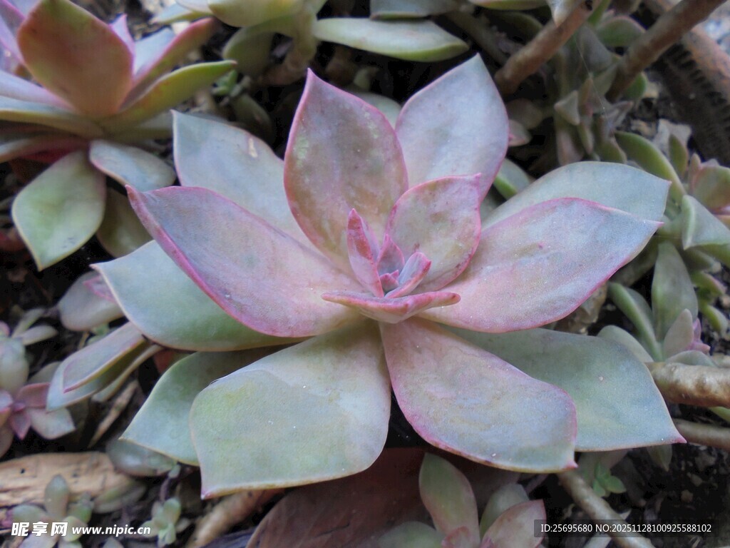 粉嫩多肉植物特写