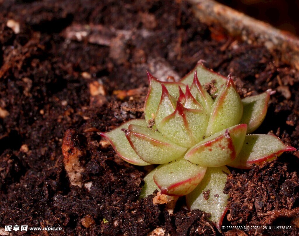 小巧多肉植物特写
