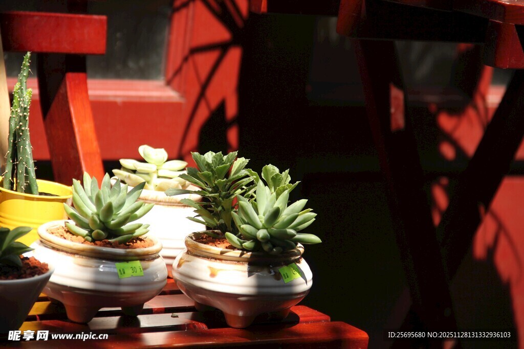 精致多肉盆栽摆放展示