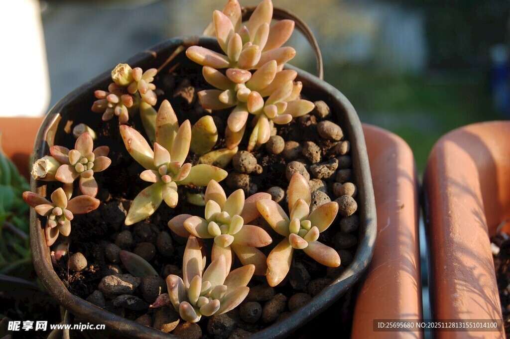 小巧可爱的多肉盆栽