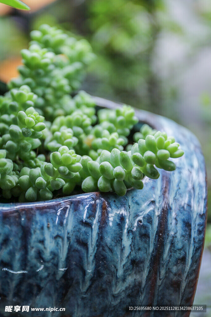 蓝盆中翠绿饱满的多肉植物