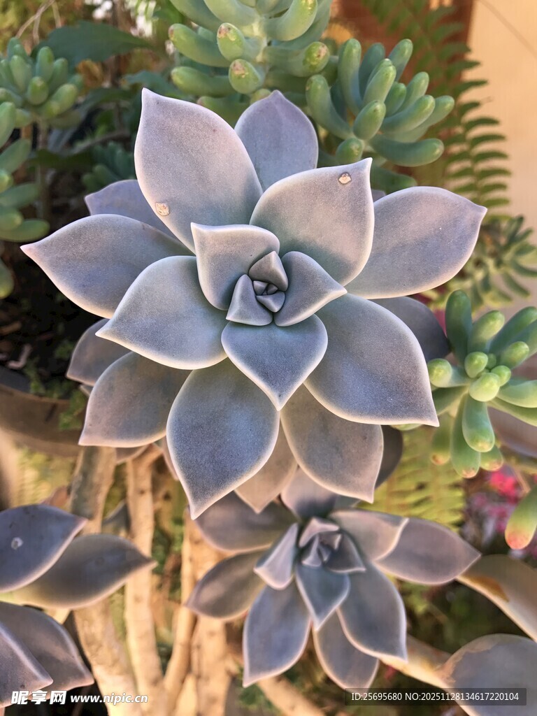 蓝紫色多肉植物特写