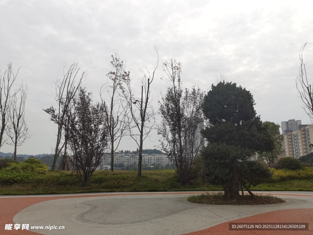 公园景观中的树木与步道