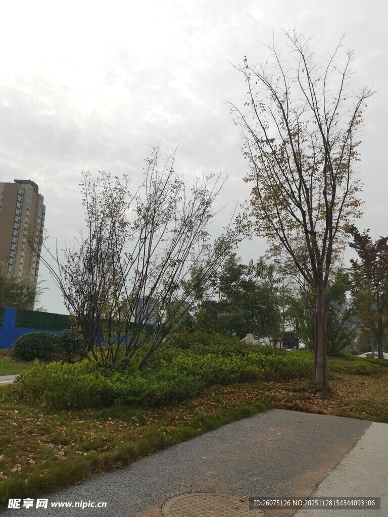 城市公园中的树木与小径