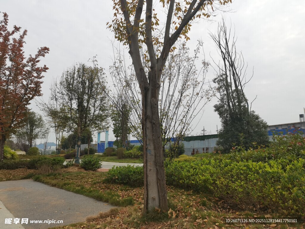 秋日公园中的树木与步道