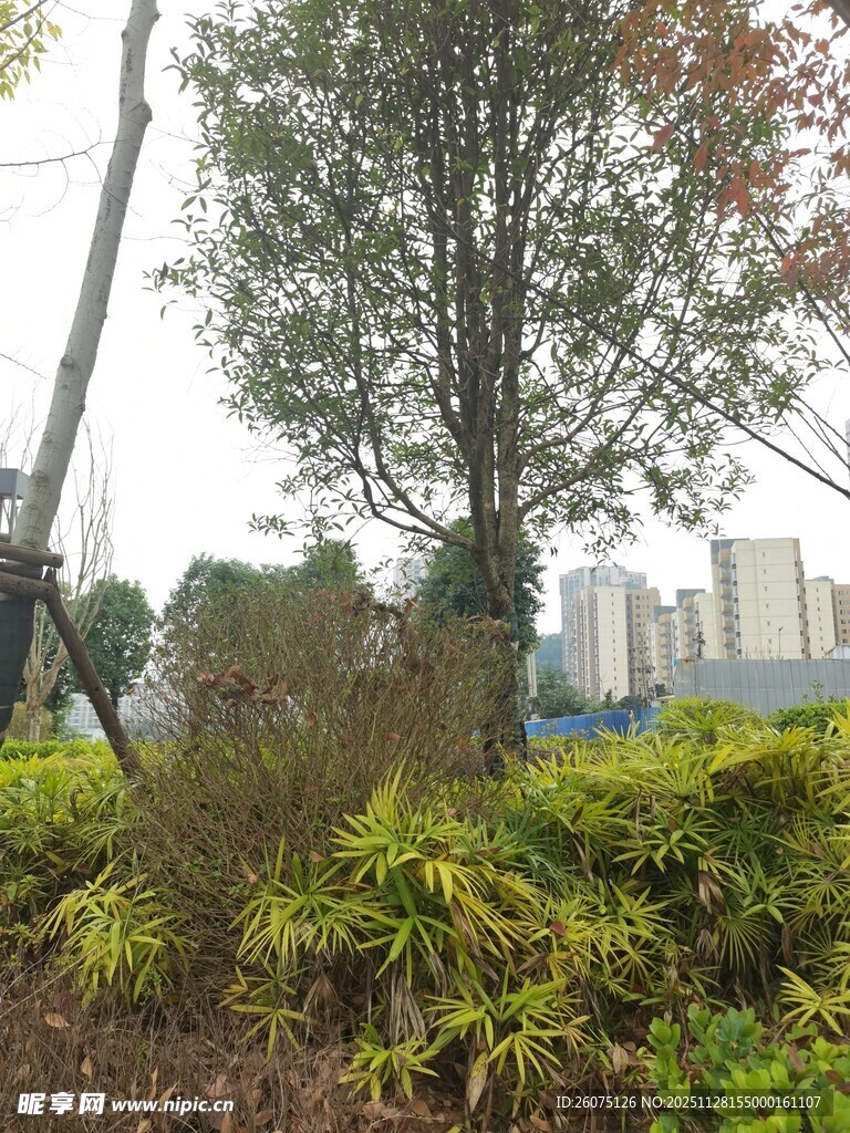 城市中的绿植景观