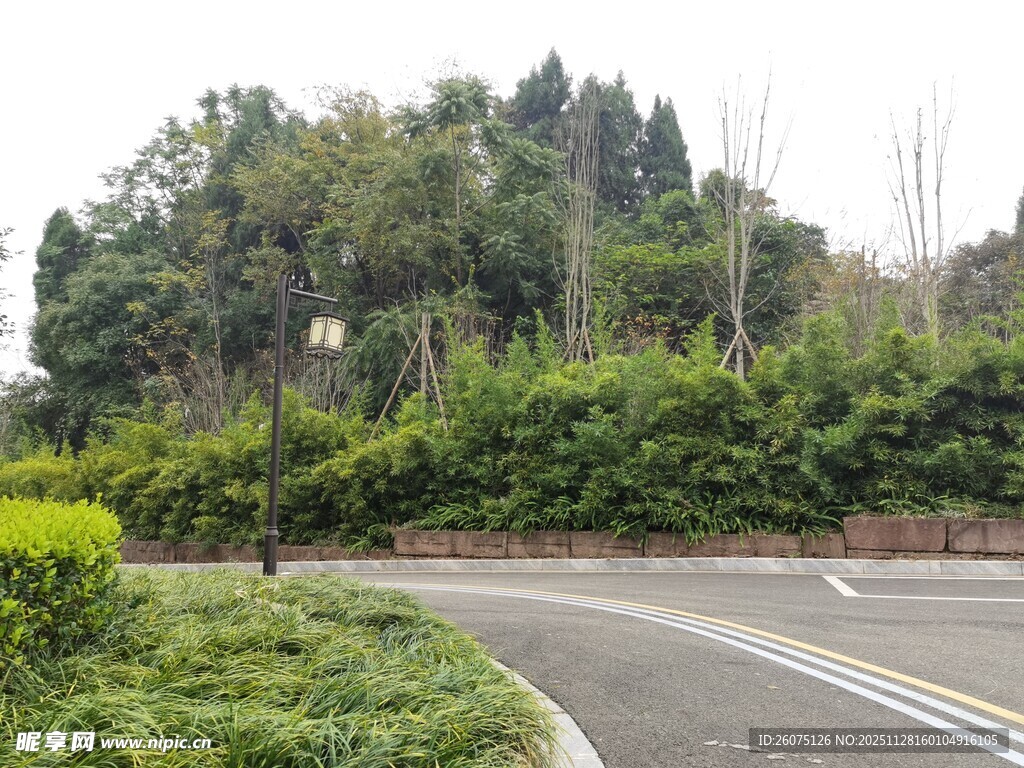 蜿蜒公路旁的葱郁绿植
