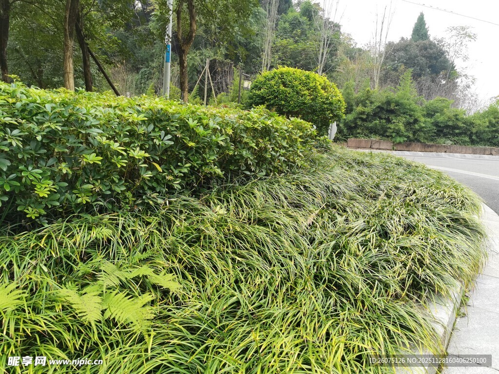 路边绿意盎然的植物景观