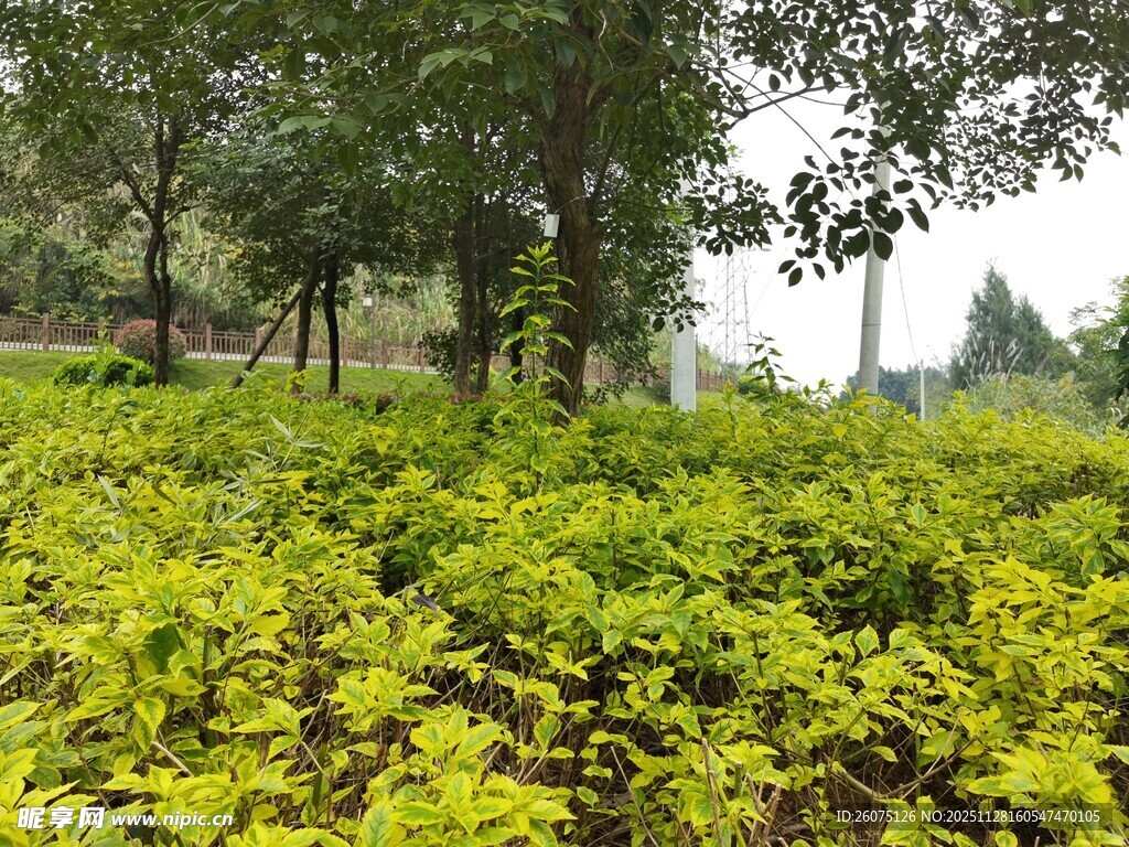 绿意盎然的植物景观