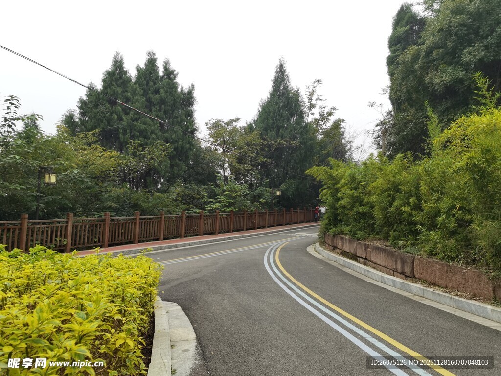 蜿蜒公路旁的葱郁绿植