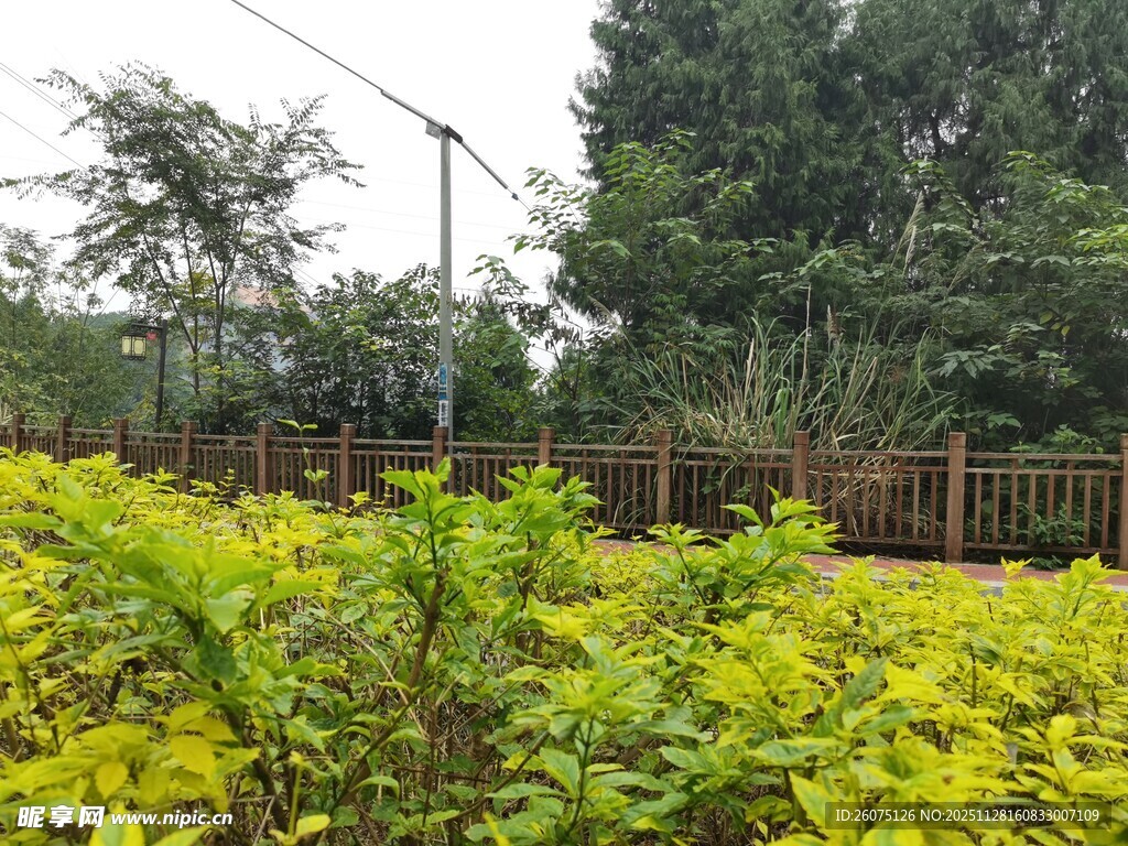 绿意盎然的户外植物景观