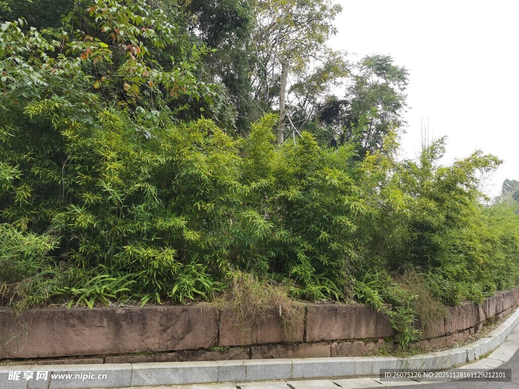路边繁茂绿植景观