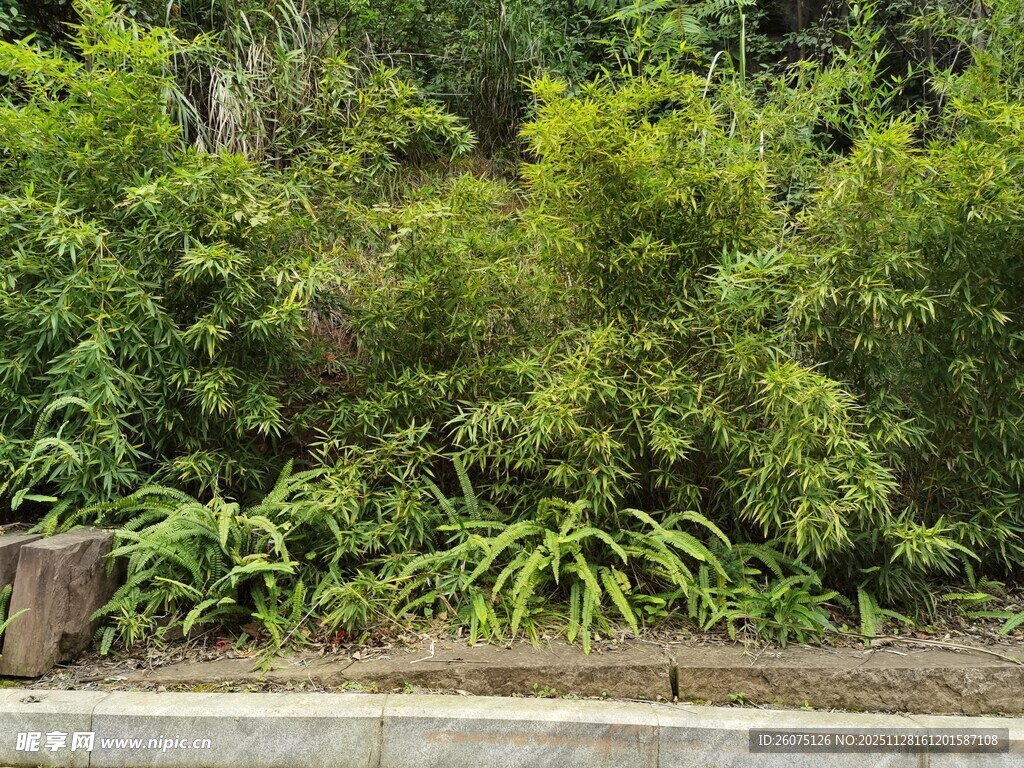 路边葱郁绿植景观