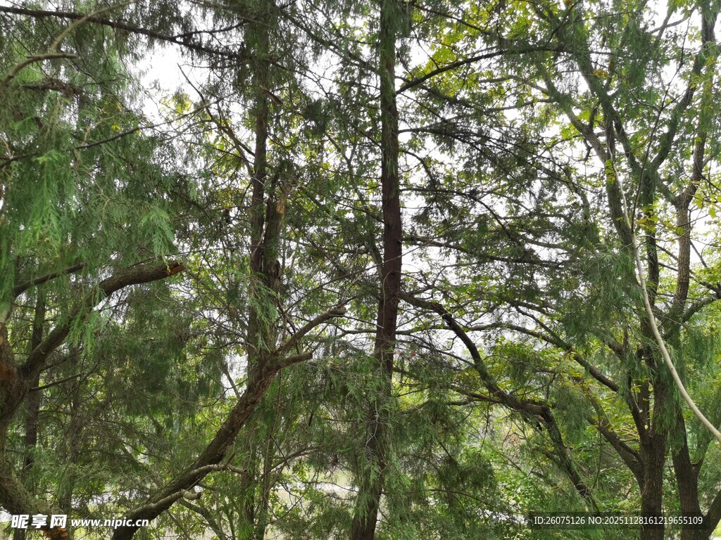 茂密树林绿意盎然