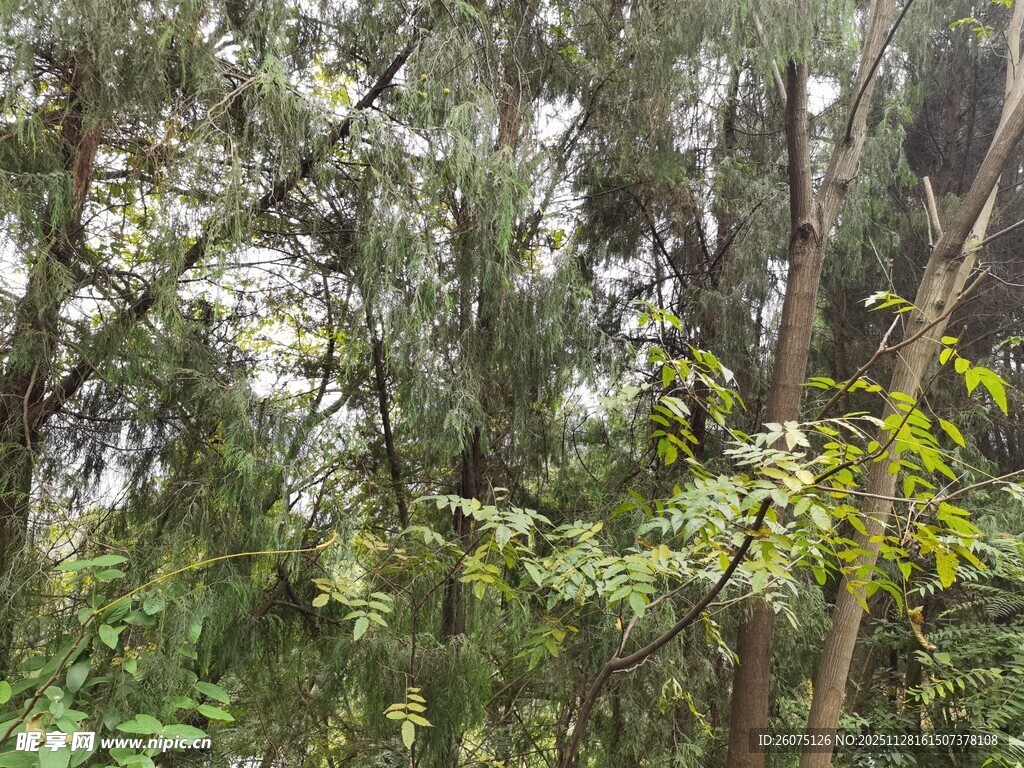 茂密树林中的繁茂枝叶