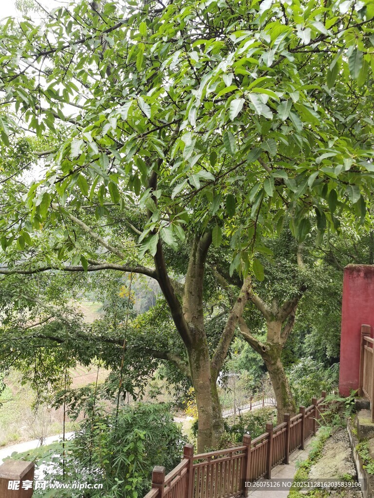 庭院绿树环绕景致宜人