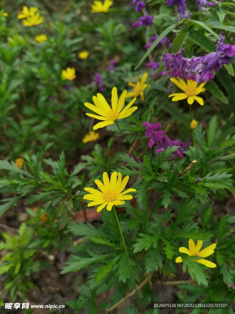 黄紫花卉绽放于绿叶间