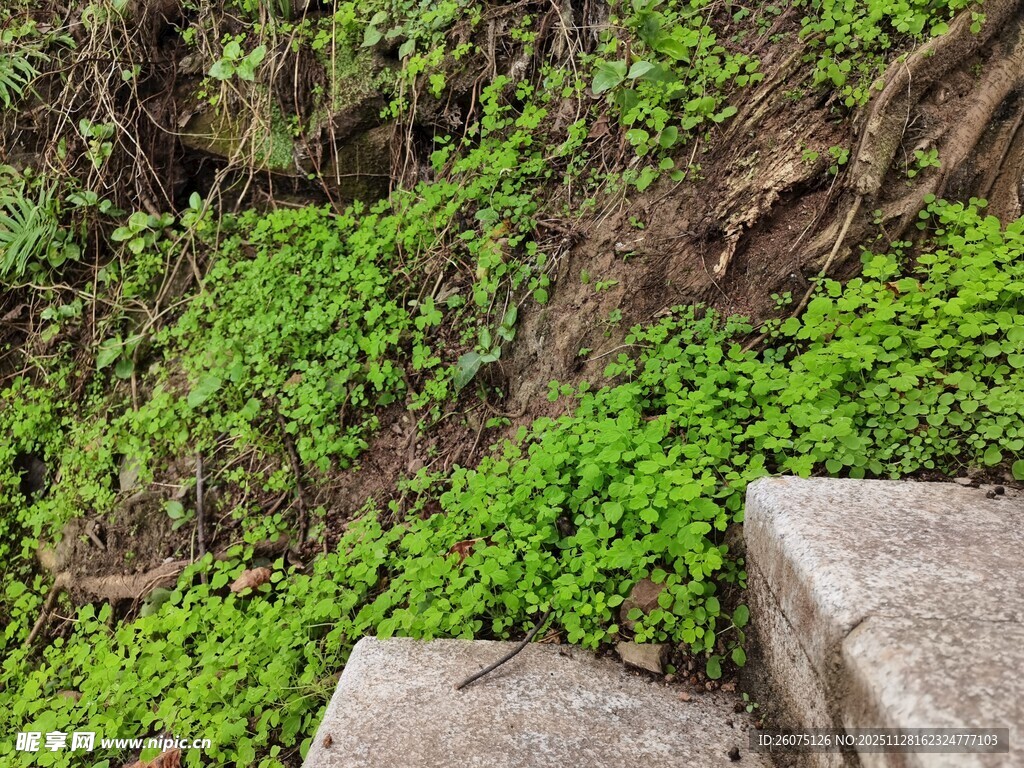石阶旁的繁茂绿植
