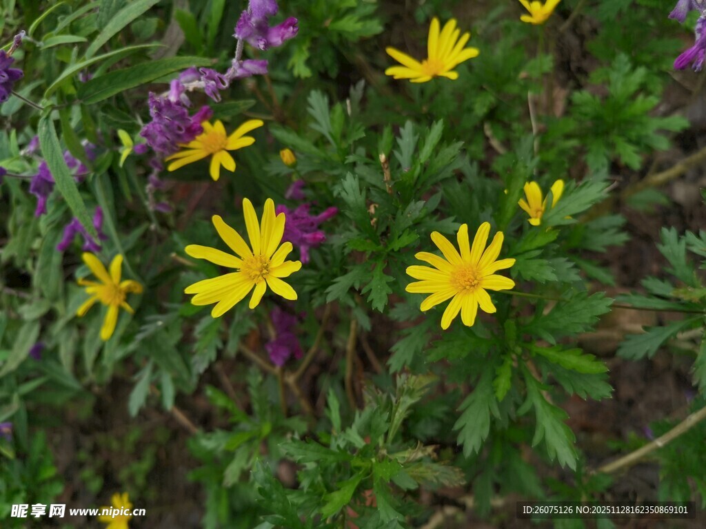 多彩野花绽放于绿叶间