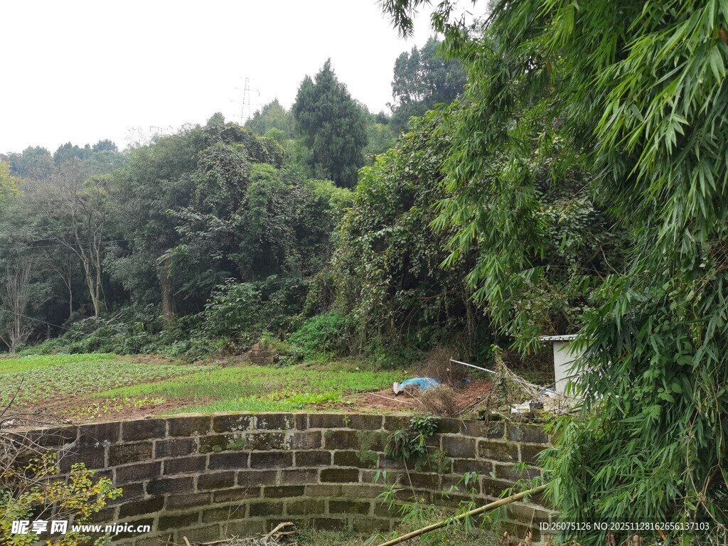 绿意盎然的户外自然景观