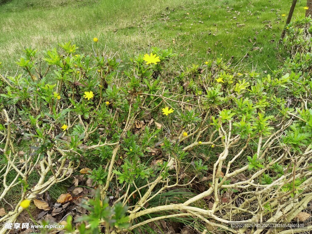 草丛中的黄色小花与枯藤