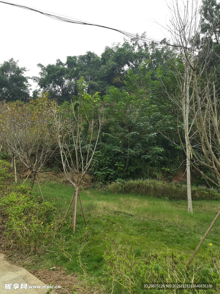 户外绿意盎然的自然场景