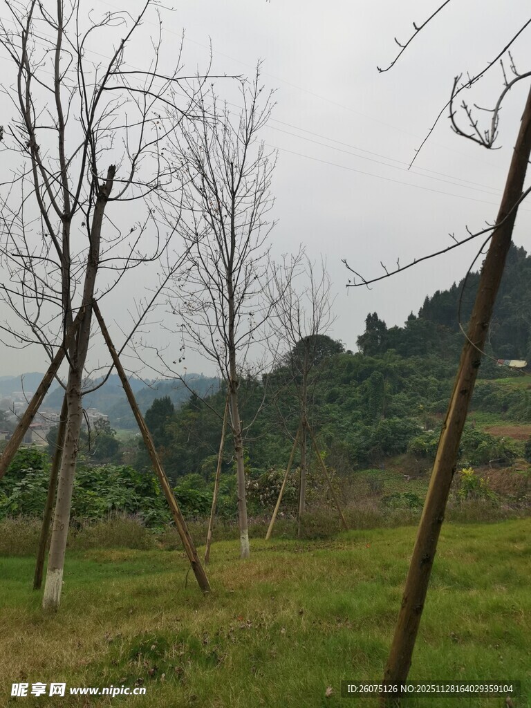 冬日田野里的光秃树木