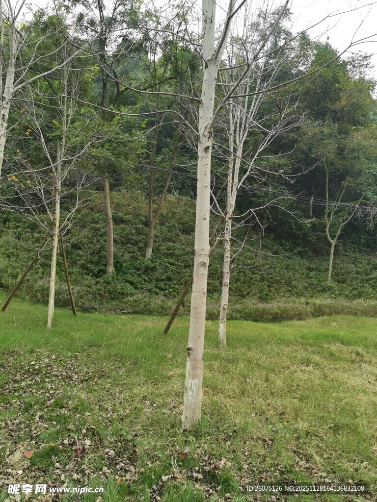 林间草地树木自然景致