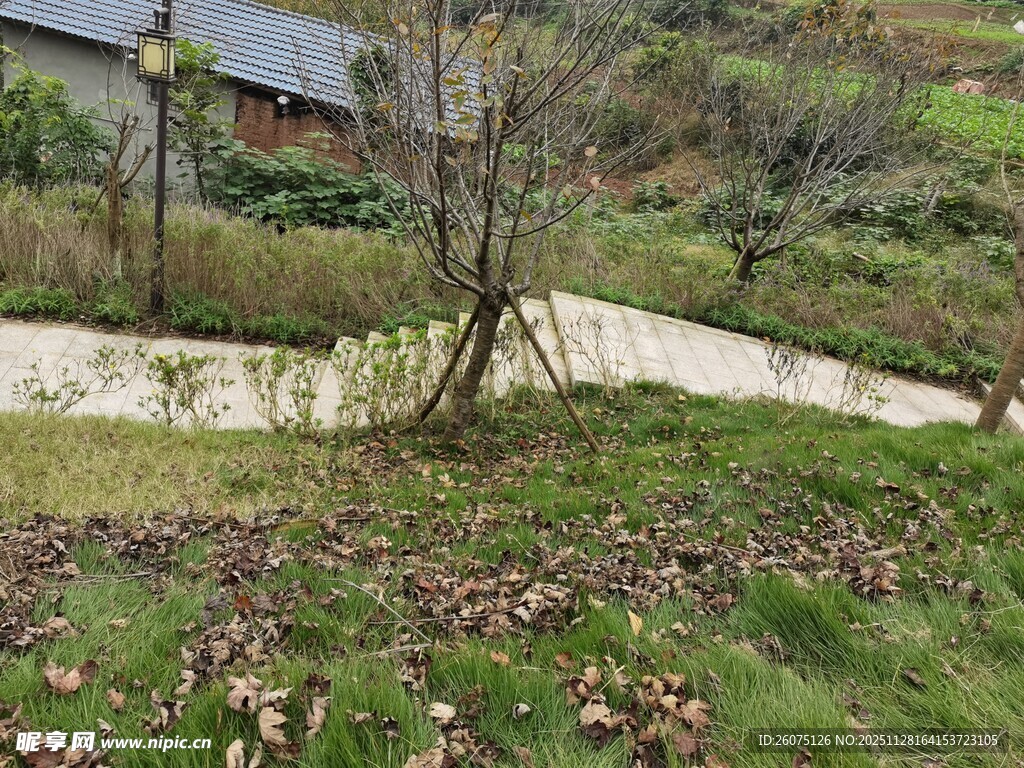 乡村小径旁的自然景致