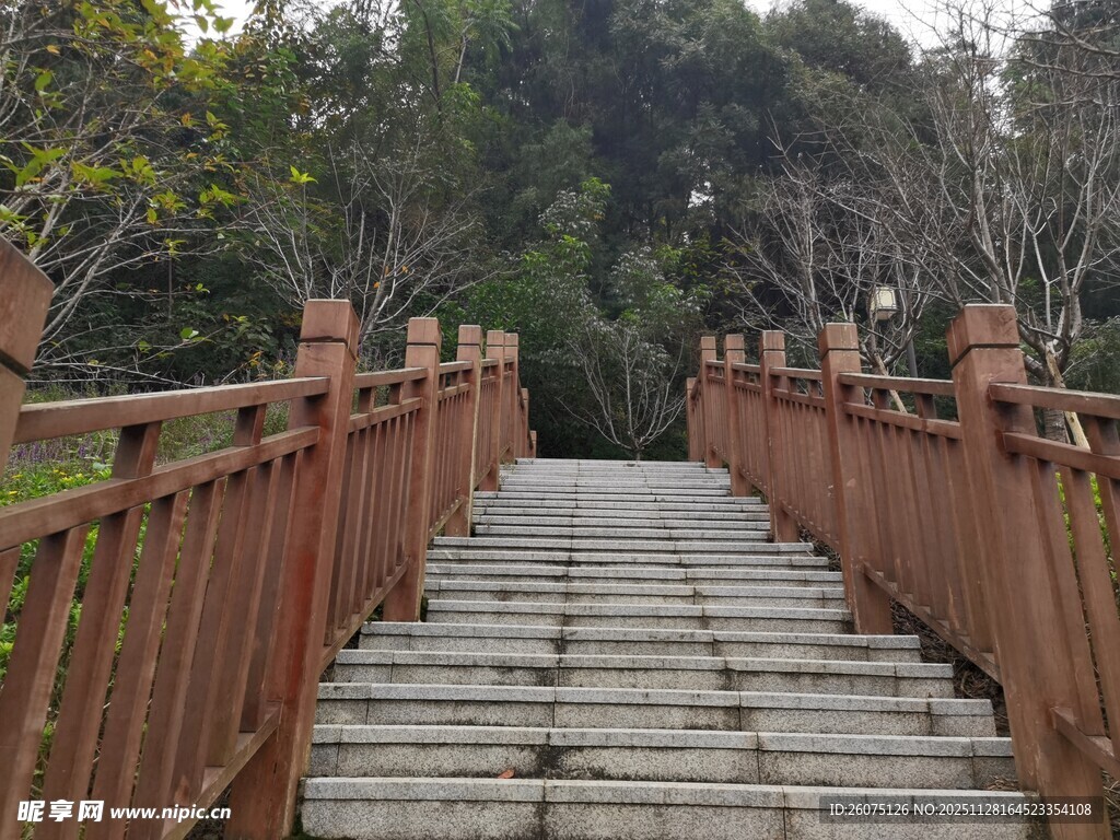 林间木桥石阶静谧景致