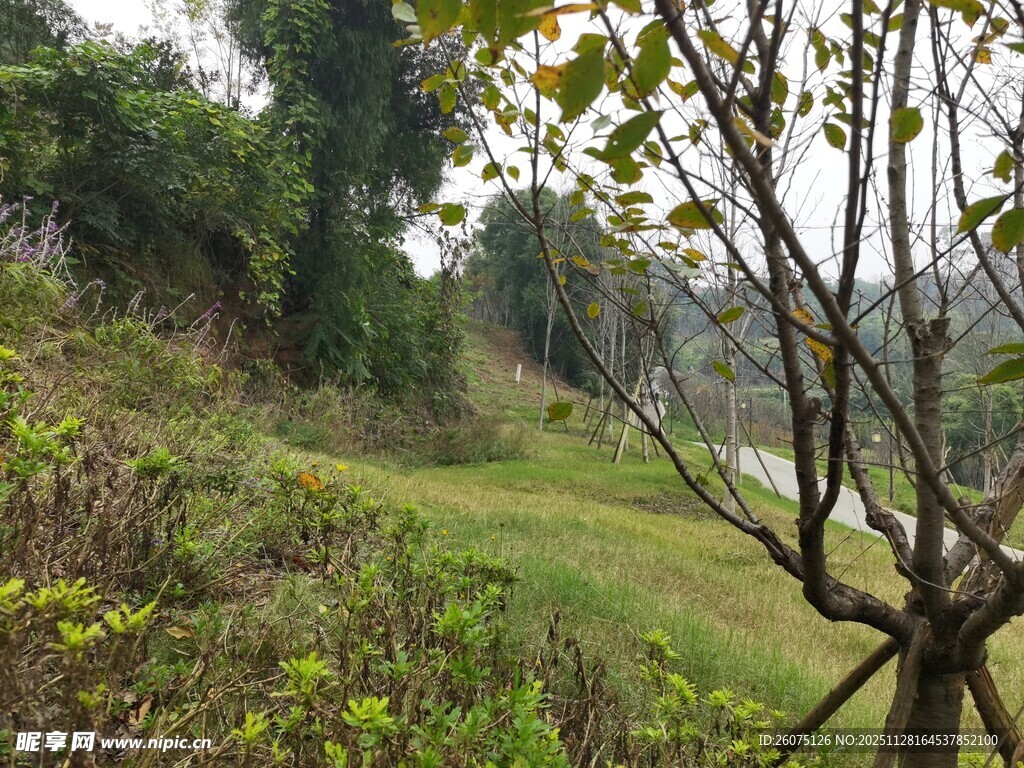 绿意盎然的户外自然景致