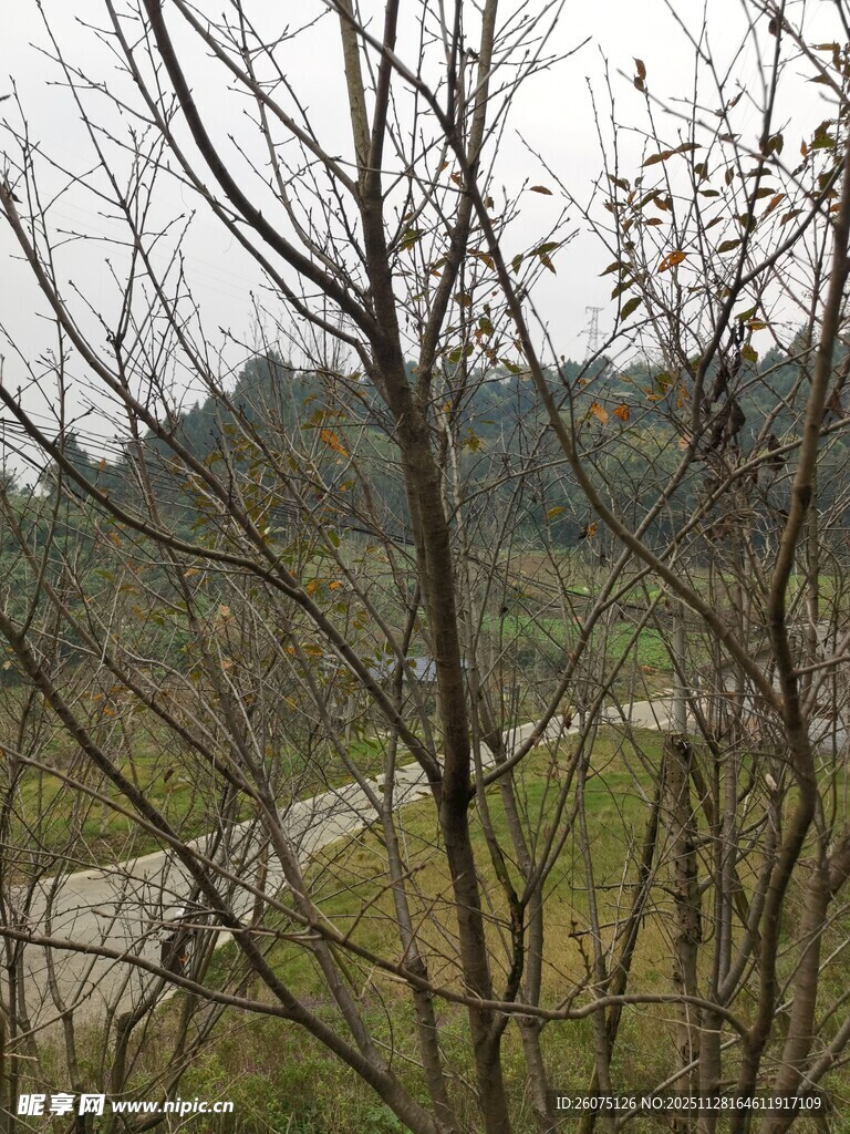 郊外冬日萧瑟树林景象