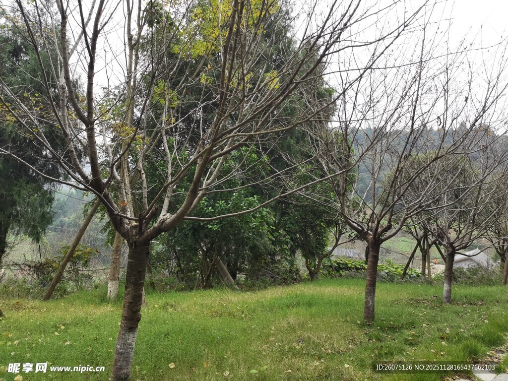 郊外冬日树木草地景致