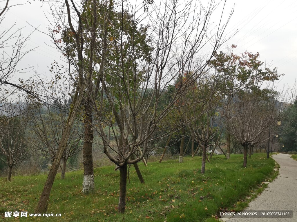 林间小道树木环绕的景致