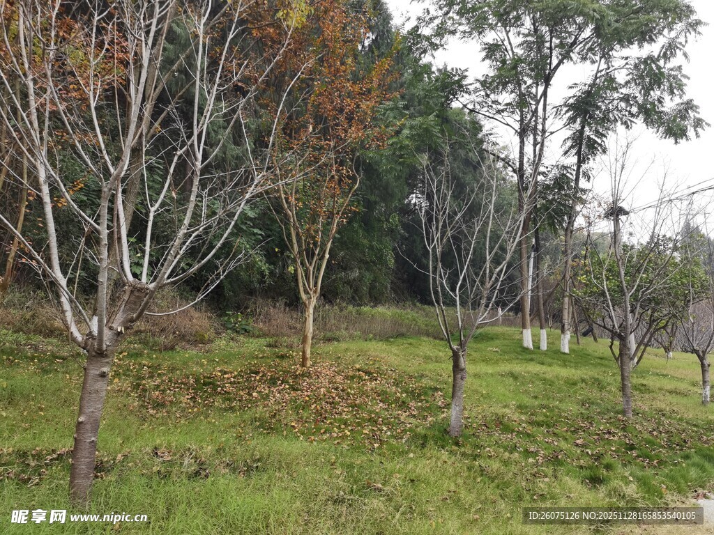 秋日郊野树木景观