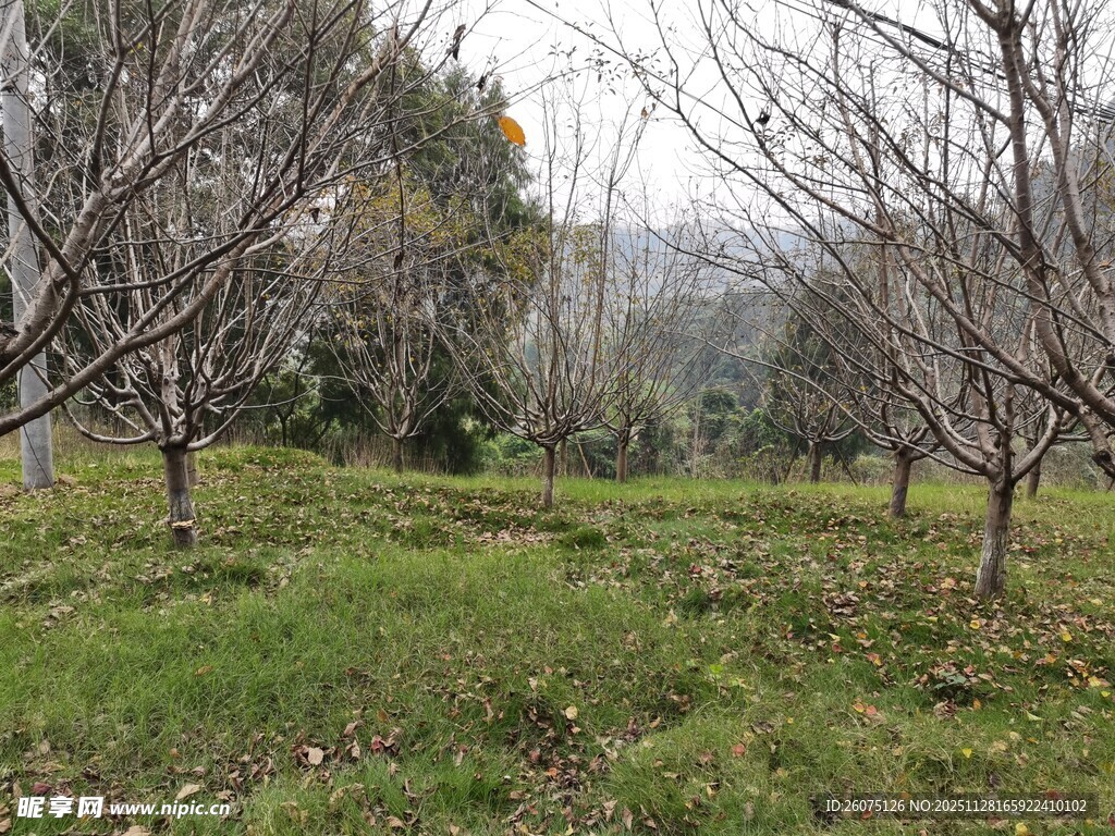 春日郊野树木草地景致