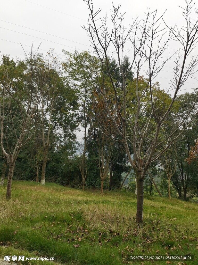 秋日郊野树林景色