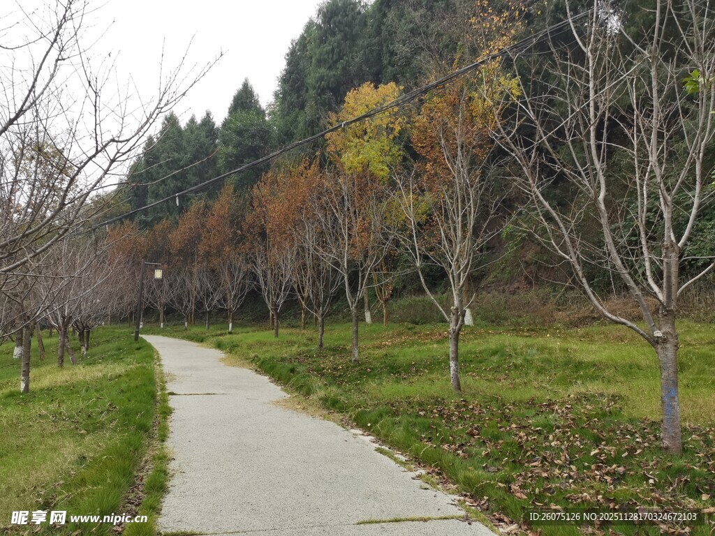 秋日林间蜿蜒小径