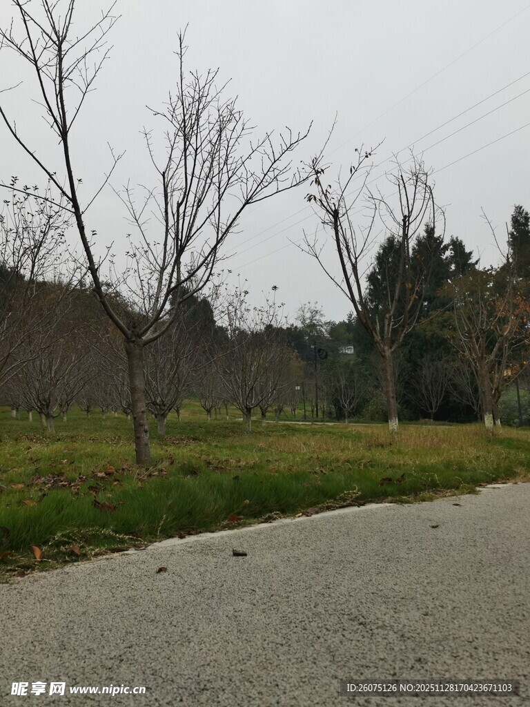 郊外空旷道路与稀疏树木