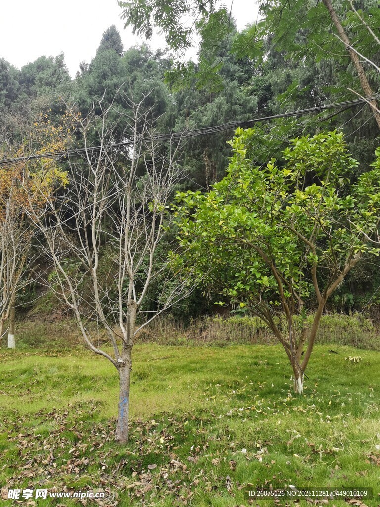 林间草地树木景观图