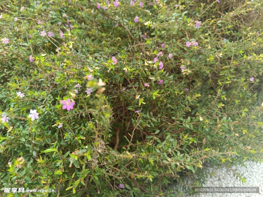 盛开的蔷薇花丛