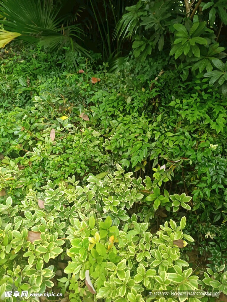 繁茂绿植景观