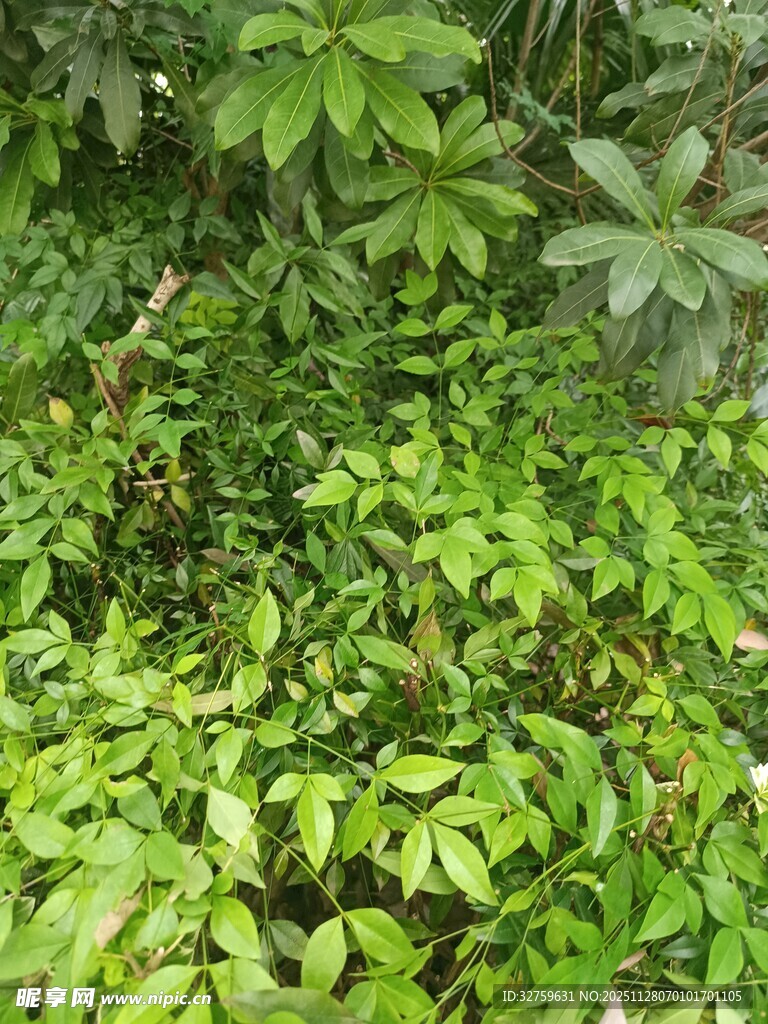 茂密绿植景观