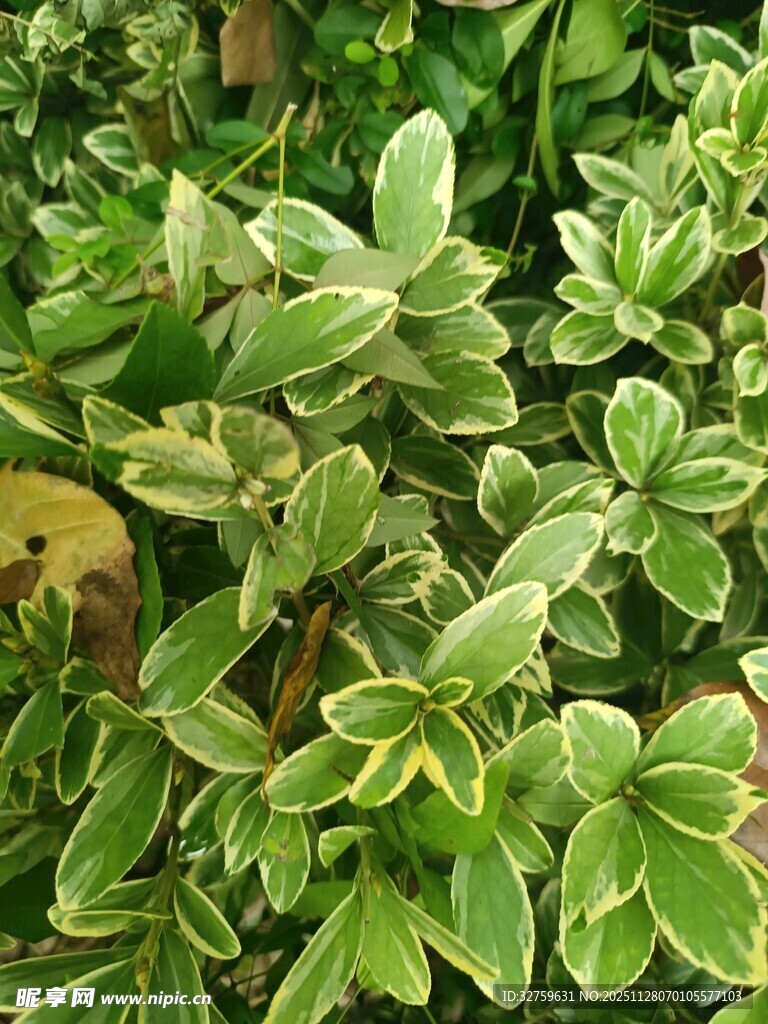绿叶植物特写