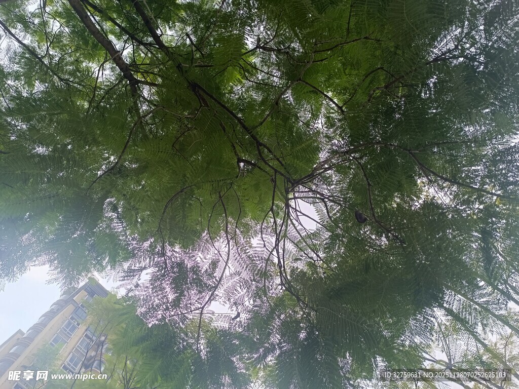 仰视茂密树林绿意盎然