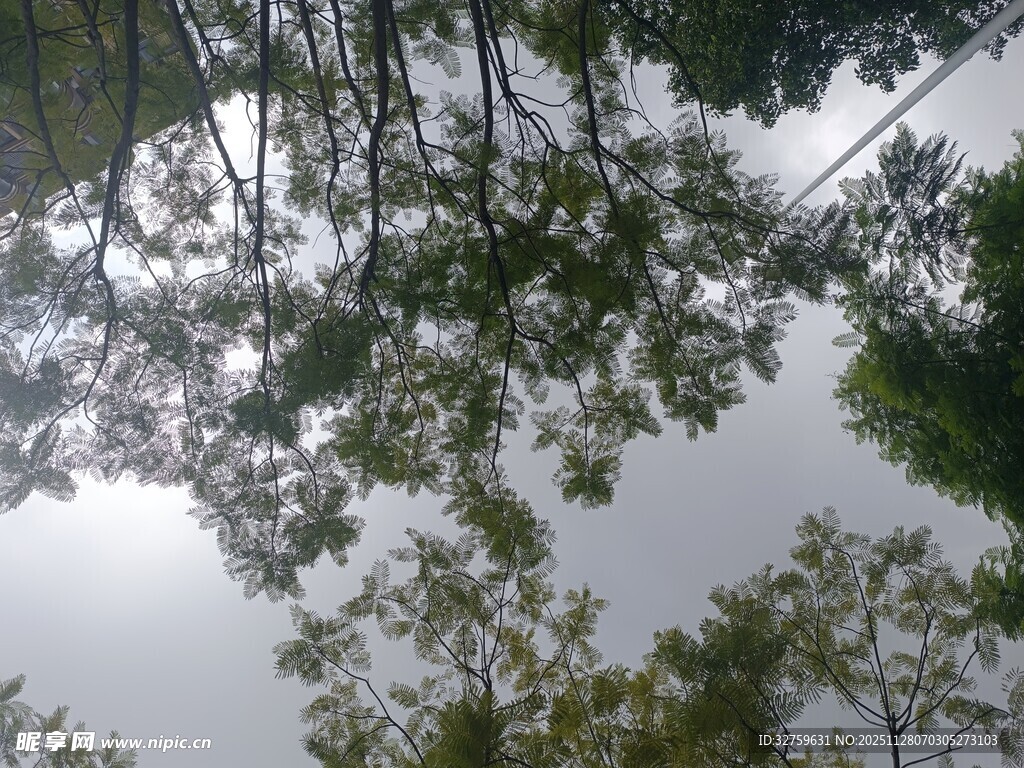 仰视视角下的繁茂树林
